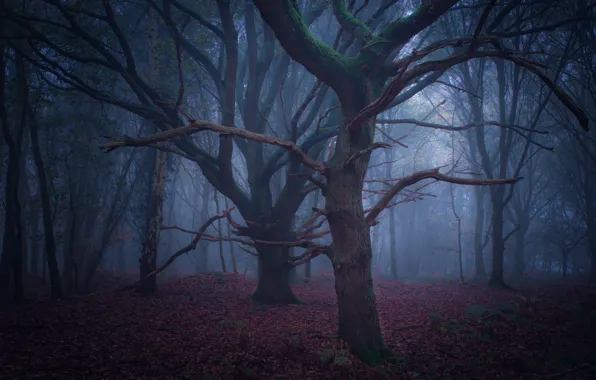 Лес, деревья, природа, туман, Великобритания, United Kingdom, Toby Cunningham