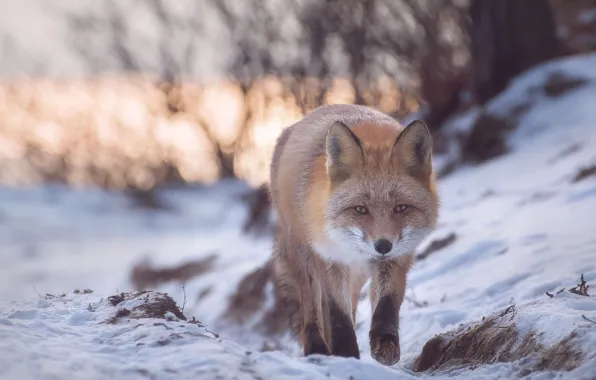 Картинка зима, снег, природа, животное, лиса, лисица