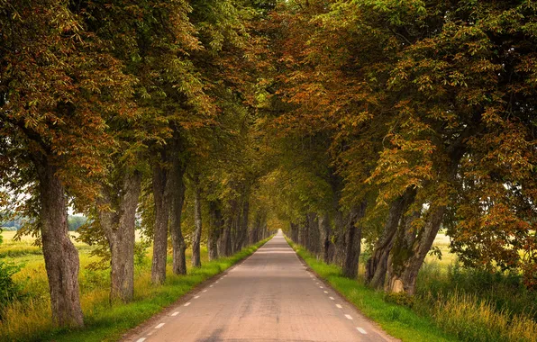 Grass, road, Sweden, trees, landscape, nature, asphalt, plants