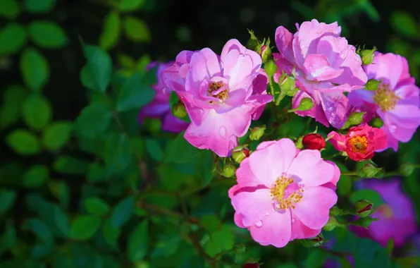 Картинка листья, капли, свет, цветы, розы, лепестки, сад, шиповник