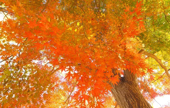 Осень, листья, дерево, японский клен