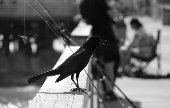 Black, bird, florida, daytona beach