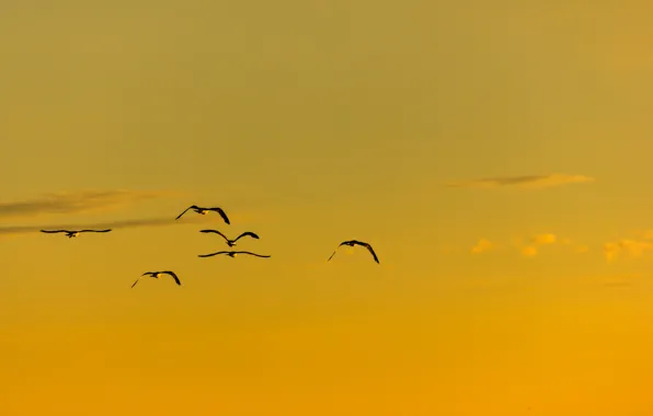 Summer, flight, birds, sunny
