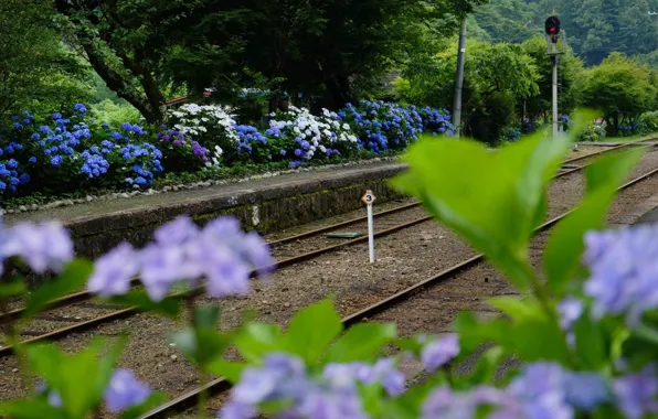 Картинка Japan, гортензия, семафор, железнодорожная станция