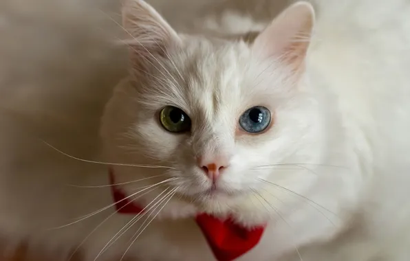 Кошка, белый, кот, взгляд, поза, портрет, мордашка, бантик