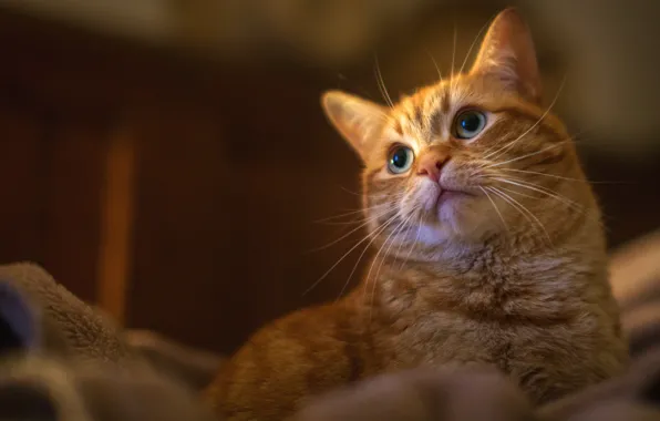 Кот, взгляд, фон, рыжий, полосатый, котя