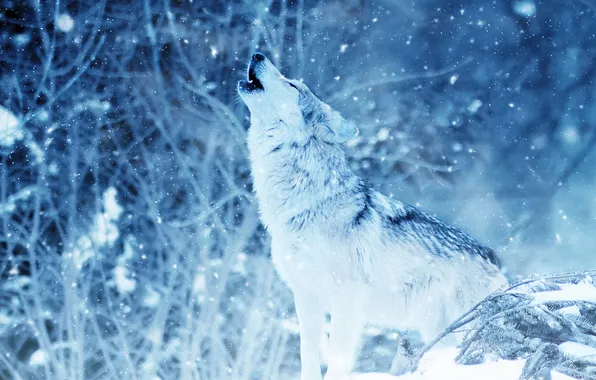 Картинка nature, predator, face, animal, wolf, wildlife, portrait, Canis lupus