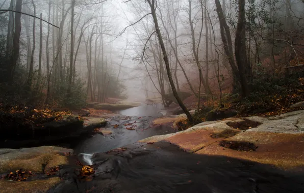 Осень, лес, туман, река, ручей, поток