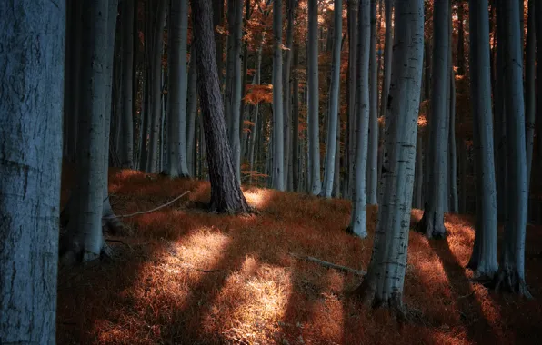 Лес, деревья, Природа, forest, trees, nature