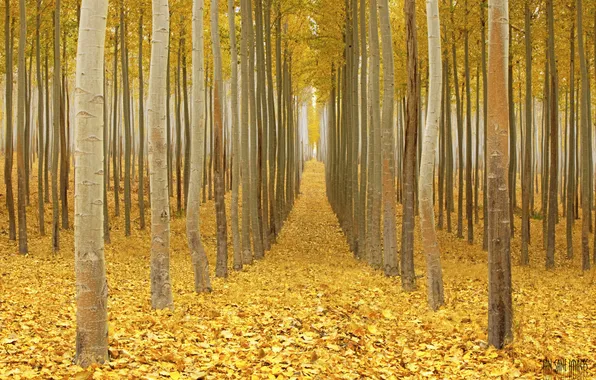 Осень, лес, листья, путь, ветви