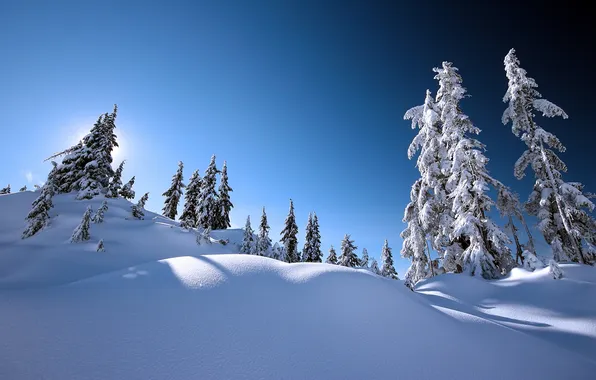 Картинка зима, небо, солнце, свет, снег, деревья, природа, дерево