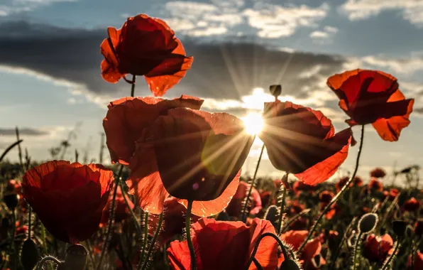 Закат, природа, маки