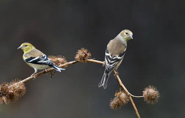 Птицы, фон, ветка, колючки, боке, щеглы, Goldfinches