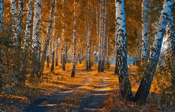 Картинка дорога, осень, лес, листья, пейзаж, природа, красота, березы