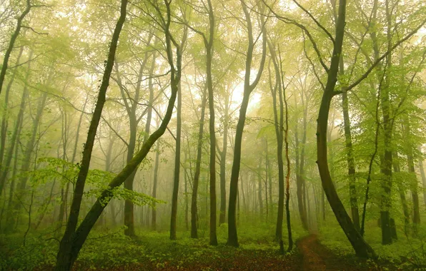 Лес, туман, тропинка, fog, path, Forest