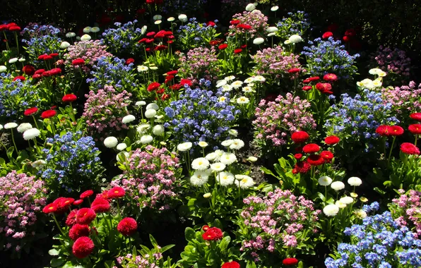 Garden, colorfull, blooming