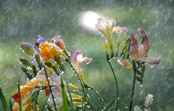 Капли, цветы, дождь, фрезия