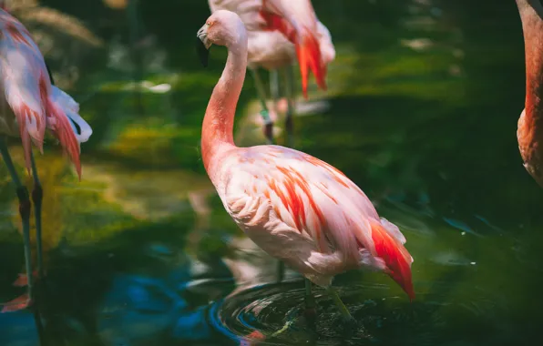 Картинка вода, розовый, перья, фламинго, ртица