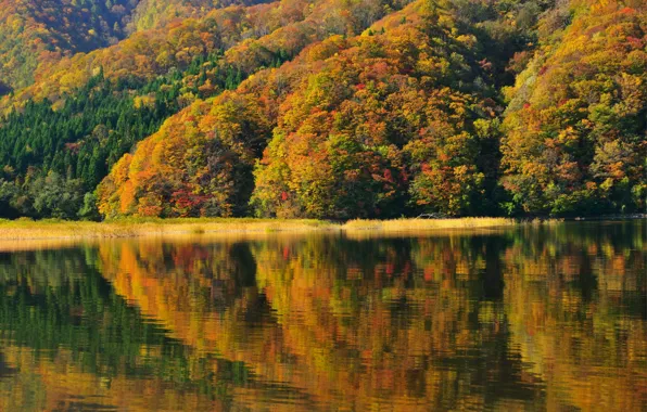Картинка деревья, отражение, берег, Япония, Japan, autumn, Фукусима, lake Akimoto