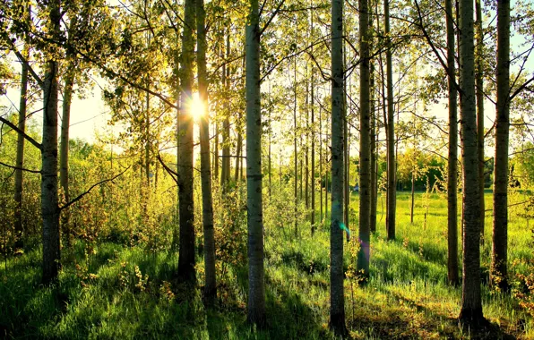 Картинка лес, трава, солнце, берёзы