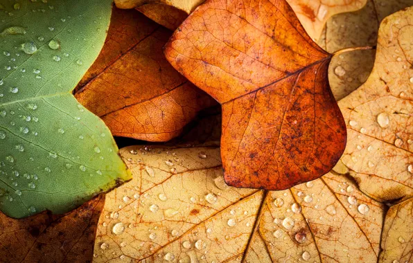 Листья, макро, осень. капли воды