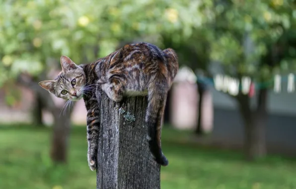 Кошка, пень, размытость, полосатая