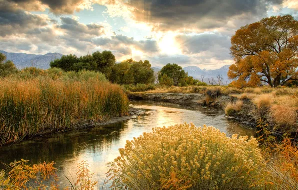 River, sky, trees, sun, plants, late afternoon