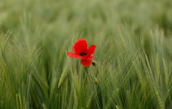 Картинка пшеница, поле, цветок, природа, мак