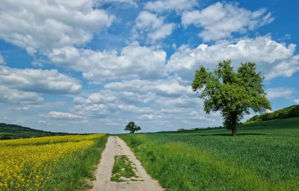 Дорога, поле, небо, облака, дерево, весна, даль, рапс