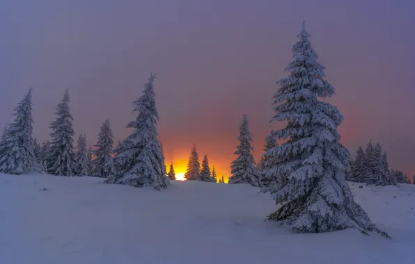 Зима, снег, деревья, пейзаж, закат, природа, гора, ели