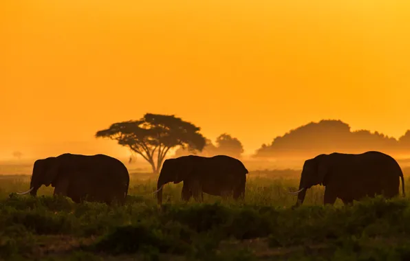 Картинка Кения, Amboseli National Park, Kenya, Национальный парк Амбосели, Elephant family, Семейство слонов