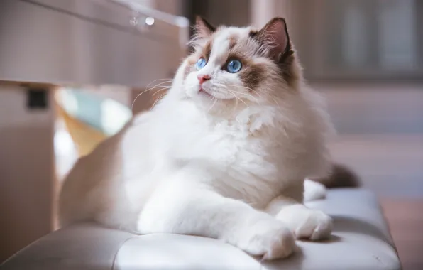 Кошка, белый, кот, взгляд, морда, свет, скамейка, фон