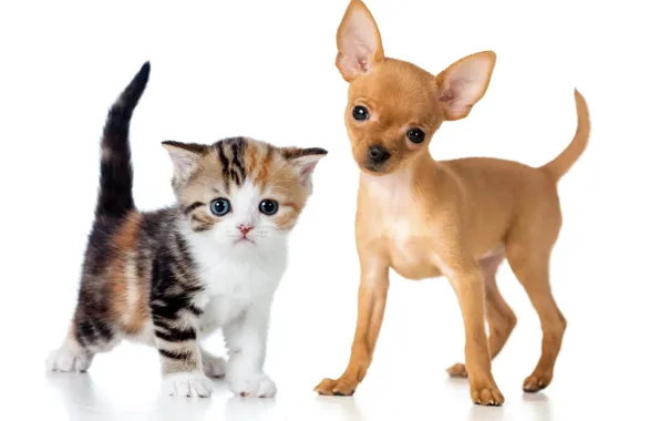 Котенок, щенок, puppy, kitten, Чихуахуа