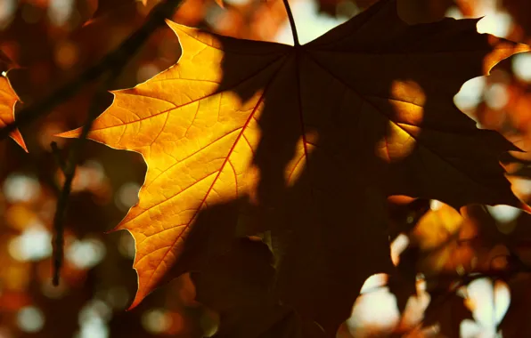 Картинка листья, солнце, макро, фон, widescreen, обои, тень, желтые
