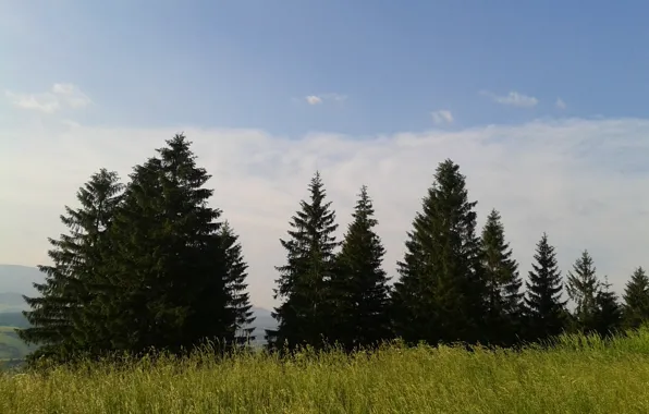 Green, grass, europe, trees, nature, beauty, good, slovakia