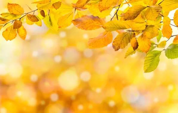 Картинка осень, листья, colorful, background, autumn, leaves, осенние