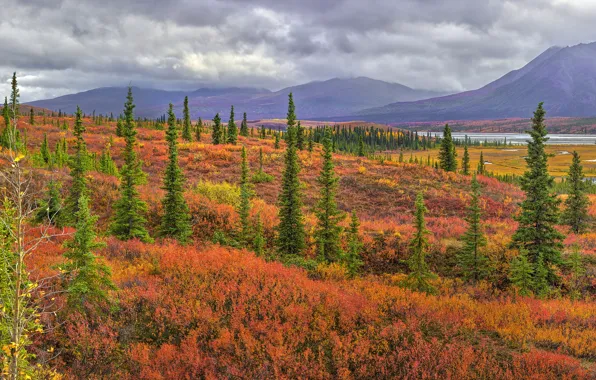 Картинка осень, деревья, горы, природа, ели, кустики