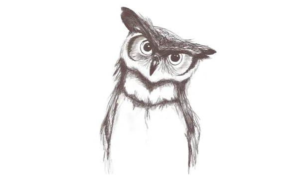 Сова, птица, минимализм, светлый фон, owl