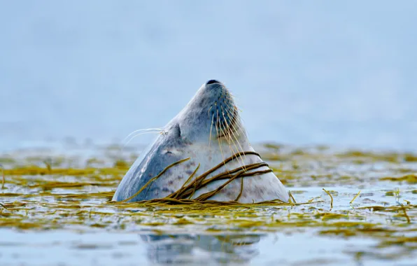 Море, водоросли, тюлень, Шотландия, Айла