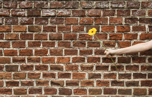 Картинка цветок, стена, рука