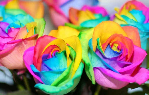 Цветы, розы, радуга, colorful, rainbow, красочные, flowers, roses