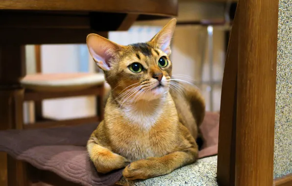 Кошка, кот, взгляд, морда, поза, уют, дом, фон