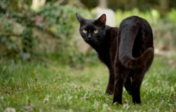 Кошка, лето, трава, кот, взгляд, морда, природа, поза