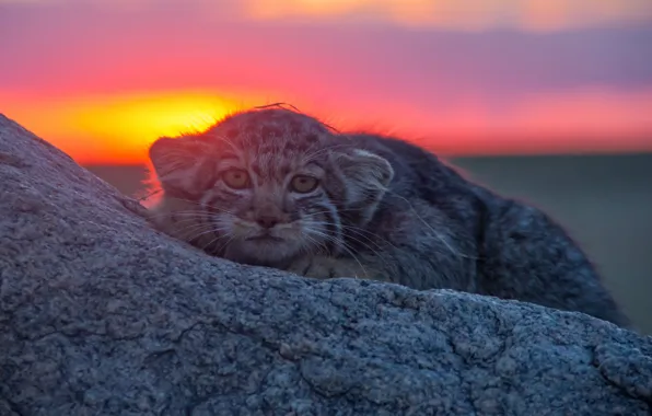 Картинка взгляд, закат, камень, Манул, дикая кошка