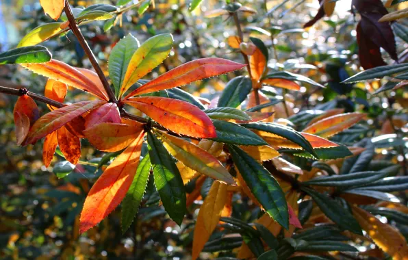 Autumn, color, leaf, plant, fall, twig