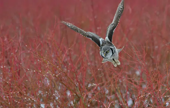 Картинка осень, полет, ветки, сова, птица, сыч