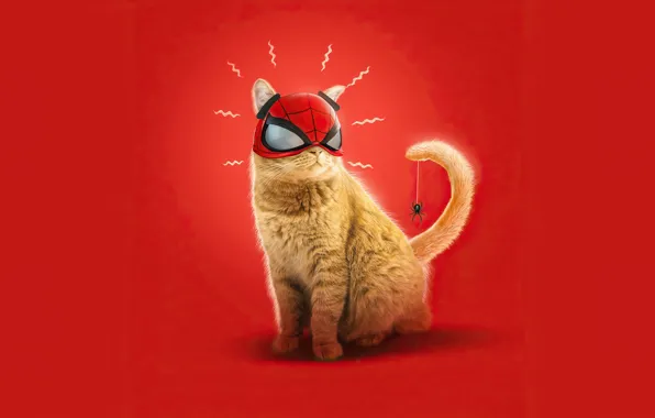 Кот, фон, паук, маска, SpiderMan