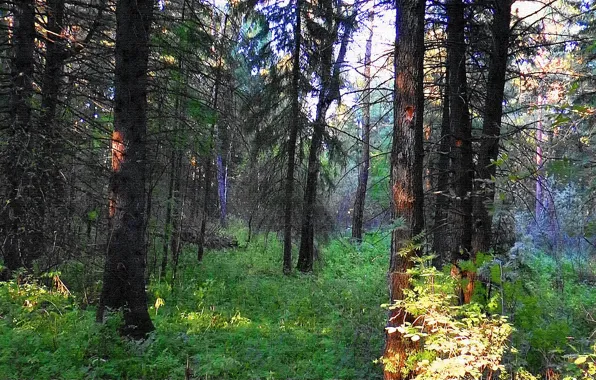 Дорога, лес, the road, кедры, Сибирь, Siberia, Тайга, Taiga forest