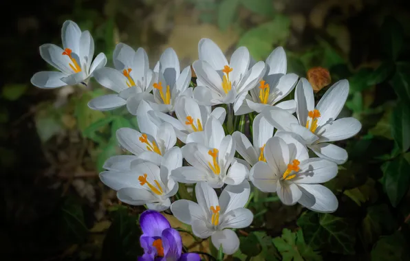 Цветы, весна, крокусы, белые
