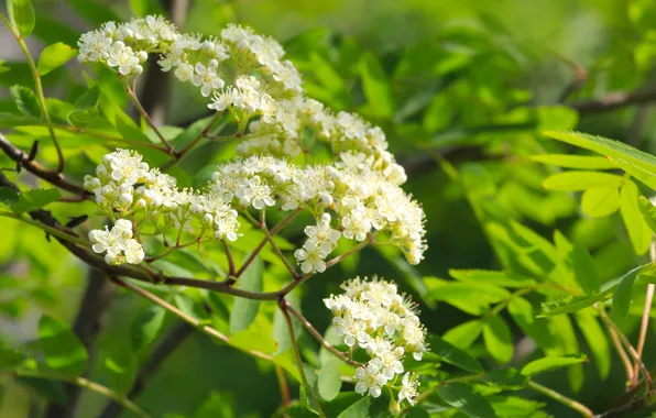 Flower, spring, leaf, twig